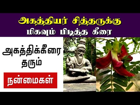 அகத்திக்கீரை அள்ளித்தரும் நன்மைகள் | Agathi keerai health benefits | Agathi keerai uses