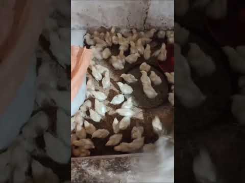 poultry broiler chicks, #poultry #broilerfarm #broiler #chicks #chicksbrooding #youtubeshorts