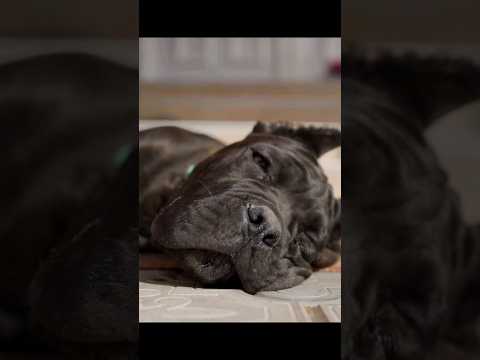 Fitness Fun with Cane Corso: Excercise Essentials 🐾🏃‍♂️🐶 #canecorso #doglover