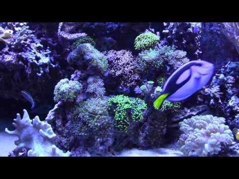 Biopellet Crash Update 8-24-2016 Reef Vlog