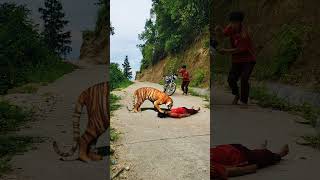 my friend still has a little more important to ko: kill the tiger part241 #shorts #tiger