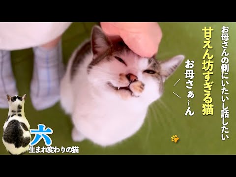 【おしゃべりで甘えん坊すぎる猫】僕はお母さんの側にいたいし話がしたい | [生まれ変わりの猫] 六 (Roku)