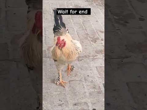 Fancy murga #hen #shortvideo #shorts #viralvideo