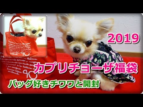 2019カプリチョーザ福袋🍝バッグ👜好きチワワと開封レビュー～Open 2019 Capricciosa  Lucky Bag  with Chihuahua