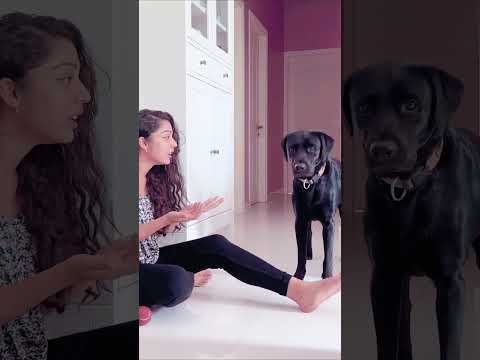 Bigil Varsha Bollamma playing with her Dog | Funny Shorts 😂😂#varshabollamma