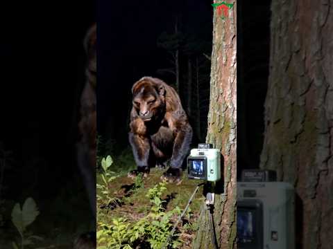 Before & After Animals Growing Up. Amazing Animal Transformation 💥 #short #tiktok #animals