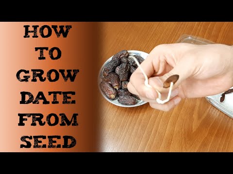 How to grow date from seed 椰枣树种植 खजूर को बीज से कैसे उगाएं вырастить финик из семян cultivar dátiles