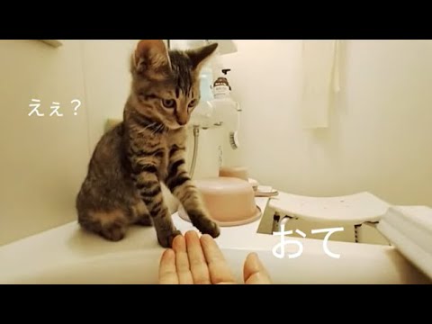 お風呂に来るのが日課になってる猫