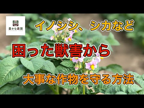 【豊かな農園23】困った獣害　手っ取り早く追っ払う方法