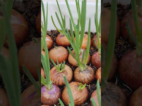 Growing vegetables on a balcony: 5 tips for beginners