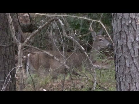 Deer Hunting South Carolina 2023 | Ep. 2 | Scouting and Hunting | PUBLIC LAND | #bowhunting