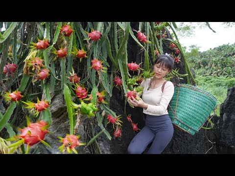 Going into the rocky mountains and harvesting dragon fruit on the cliffs is very dangerous