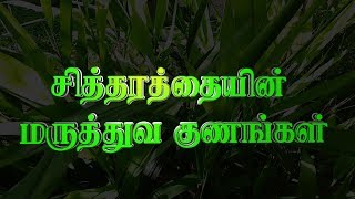 சித்தரத்தையின் மருத்துவ குணங்கள் | Health Benefits of Sitharathai | Dr.S.Revathi's Vlog