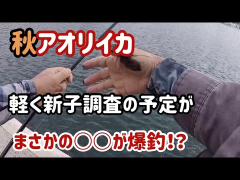 【秋イカ】軽〜く新子調査の予定がまさかの○○が爆釣しました(*^^*)【鳥取】