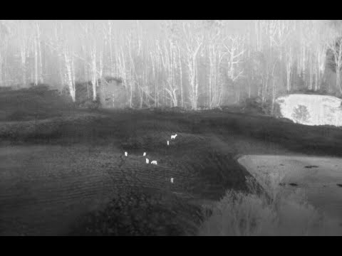 Thermal drone deer footage