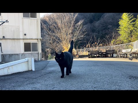 坂道で追いかけてくる黒ねこちゃん　No.８３４　に　２０２４年　１２月２２日　１６：００　のくろねこちゃん　black cat