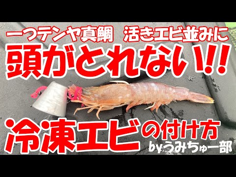 【一つテンヤ】頭がとれない！冷凍エビの付け方　効果抜群！！【餌の付け方】