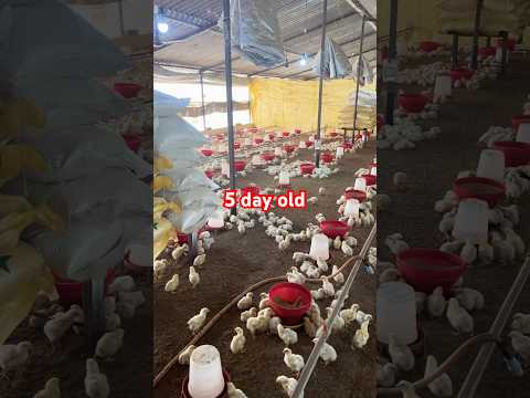 5 day old chicks #trendingvideo #poultryfood #farming #chickenbusiness #chicken #poultryfarming #pig