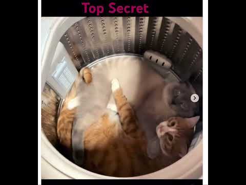 Their Purr-fectly Secret Romance! #animals #cat #catlovers