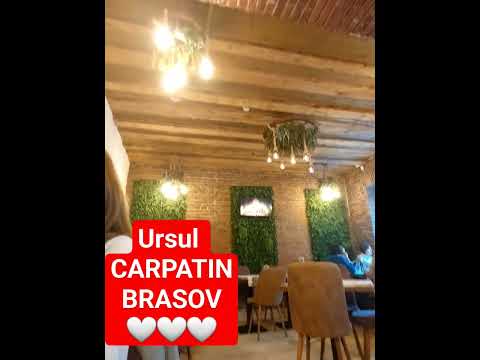 Ursul Carpatin Brașov #shorts #short #shortsvideo #urs #ursulcarpatin #beautiful #cárpatos #carparts