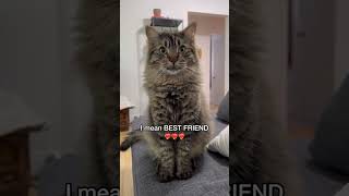 You are my BEST FRIEND ❤ #cat #cutecat #catlovers #petlovers #funnycat