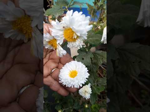 Bahot Thandi Thandi Hawao  #karigardidi  #shorts  #minivlog #viralshort #subscribers #flowers