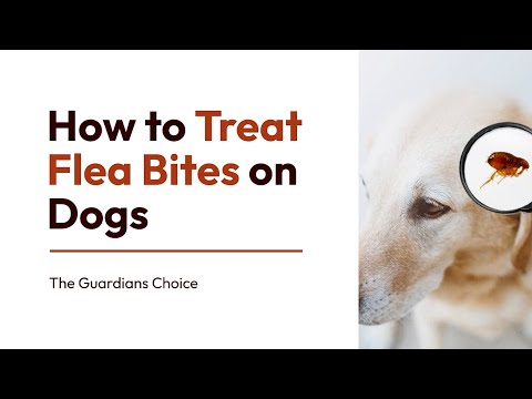 3 Simple Ways to Treat Flea Bites on Dogs | How to Treat Flea Bites on Dogs