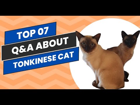 Siamese Sass or Burmese Chill? This Rare Breed is a Designer Mystery! (Tonkinese Q&A)