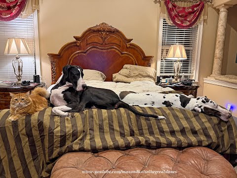 Sleepy Great Danes & Cat Cuddle Up In King Bed - NYE Party Animals