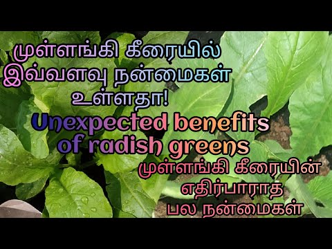 UNEXPECTED BENEFITS OF RADISH GREENS/முள்ளங்கி கீரையின் பயன்கள்