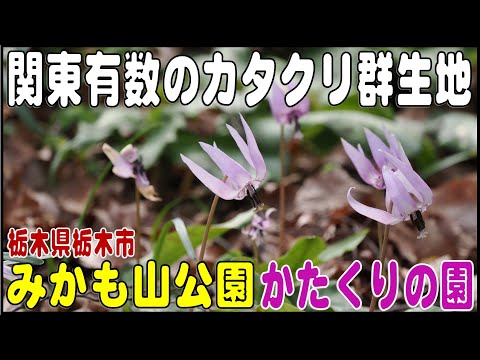 今が見頃のカタクリの花『みかも山公園  かたくりの園』 栃木県栃木市