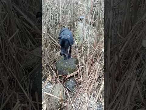 РАБОЛОВА У НАС ДВА 🌊. ПАПА ДИМА И ЛУНА 🐶🥰. ПОДНОТОВКА К ЗИМНЕЙ РЫБАЛКЕ 🎣 ИДЁТ ПОЛНЫМ ХОДОМ.😁