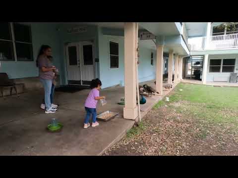 Feeding peacocks: Kids with feeds