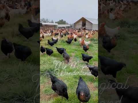 Pastured hens wonderland #wonderland #shorts