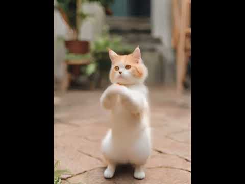 Crazy Cat Dancing ～😻❤️❤️ #catdance #shorts #cats