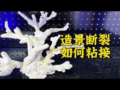 造景断裂如何粘接，学会这个方法自己在家也可以造景