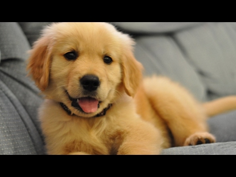 Golden Retriever Puppies Compilation NEW