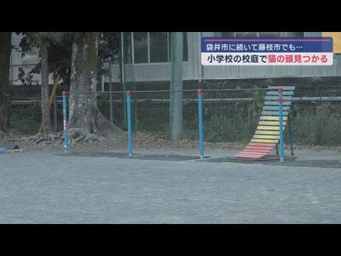 静岡県藤枝市の小学校で切断された猫の頭が見つかる　４日に袋井市の小学校で見つかったばかり