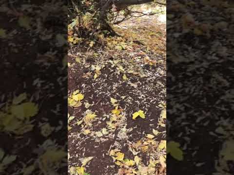 Beautiful Fall Scenery in Colorado | Crystal Clear Creek | Calm in Nature | 去科罗拉多看秋色 ｜潺潺溪水清澈见底