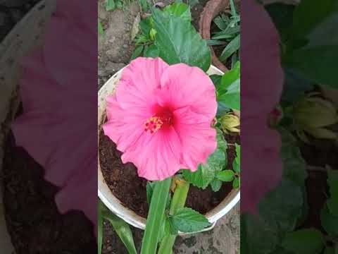 Different Colours Hibiscus flowers