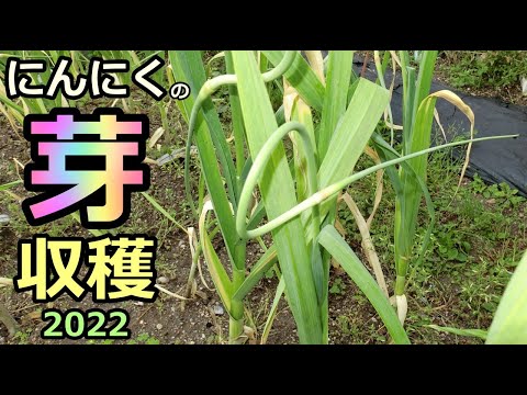 【ニンニクの芽 収穫】家庭菜園29年目 無農薬 半自給自足