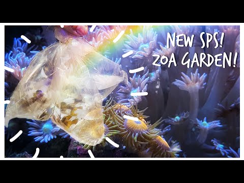 We Make a Zoa Garden & Add SPS Frags to #reefzilla - 180 gallon Custom Mixed Reef Tank Update