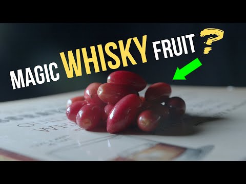 Whisky and MIRACLE FRUIT Taste Test