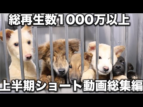 【殺処分しないで】総再生1000万回以上！ #ショート  24年上半期まとめ