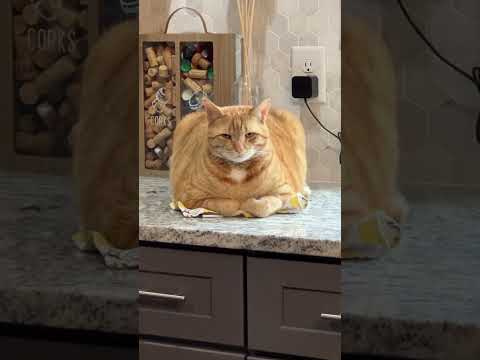 @kingtennessee: cat loaf #cat #cats #kitty #kitten #catlover #catvideos #catshort #funnycats