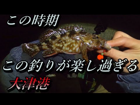 【大津港釣り】簡単な仕掛けで沢山の魚達と出会える楽しい釣り！是非やてみて下さい。