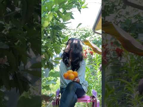 Harvesting Oranges In The Backyard 🌱🍊 #shorts #gardening #harvesting #urbangarden #organicgarden