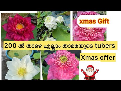 200ൽ താഴെ എല്ലാ താമരയുടെ Tubers /25,50,80,100,150,180 #malayalam #trending #viralvideo #youtube