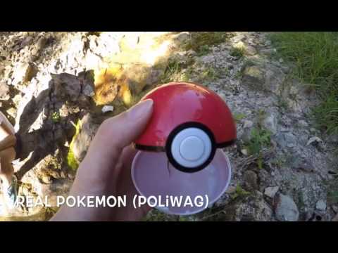 Real Pokemon ( Poliwag )