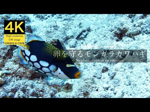 【4K 水中映像】卵を守るモンガラカワハギ / Clown triggerfish / Balistoides conspicillum